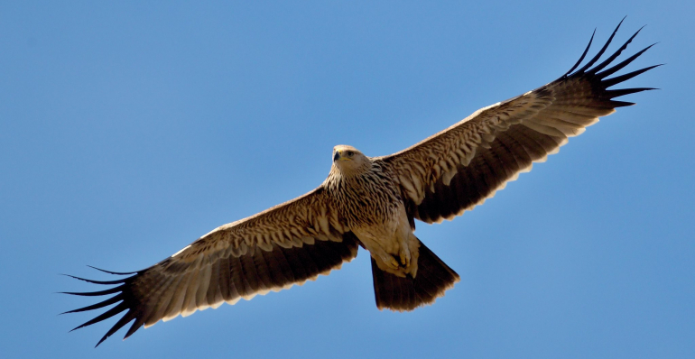 BSPB WILL CELEBRATE THE EAGLE DAY AT THE NATIONAL MUSEUM OF NATURAL HISTORY, BULGARIA